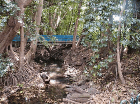 Rainforest Grove Holiday Resort - Coogee Beach Accommodation 3