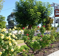 Narrogin Motel - Coogee Beach Accommodation