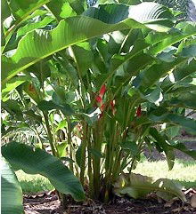 Virginia Heliconia Farm - Coogee Beach Accommodation 2