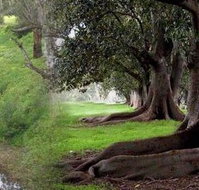 Rivergum Cottage