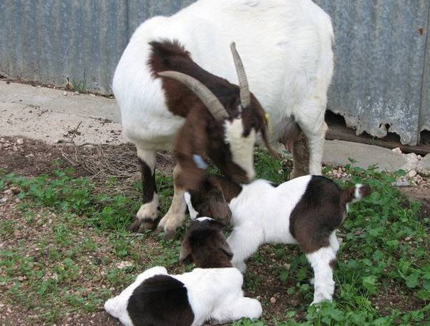Weetulta SA Coogee Beach Accommodation