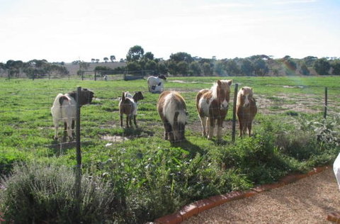 Redwing Shearer's Quarters - Coogee Beach Accommodation 1