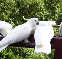 Lorikeet Lane BB - Coogee Beach Accommodation