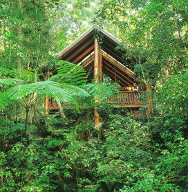The Canopy Rainforest Tree Houses And Wildlife Sanctuary - Coogee Beach Accommodation 5