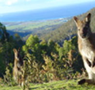 Rainbow Retreat Wilderness Eco Cabins - Coogee Beach Accommodation