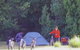 Maria Island Camping Ground - thumb 0