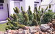Lester Cottages Complex - thumb 2