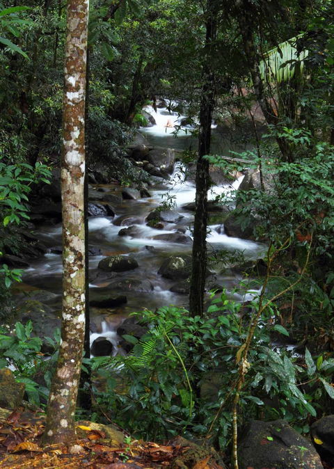 Daintree Secrets (Award Winning Retreat) - Coogee Beach Accommodation 2