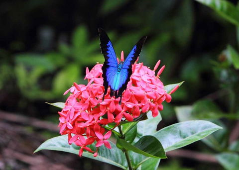 Daintree Secrets (Award Winning Retreat) - Coogee Beach Accommodation 5
