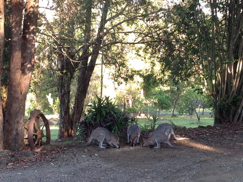 Maleny Country Cottages - Coogee Beach Accommodation 5
