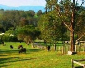 Giba Gunyah Country Cottages - Coogee Beach Accommodation 1