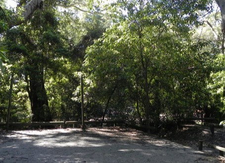 Booderee National Park: Green Patch Camping Area - Coogee Beach Accommodation 0