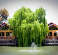 Perricoota Vines Retreat - Coogee Beach Accommodation