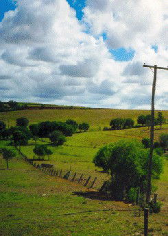 Mango Hill Cottages Bed And Breakfast - Coogee Beach Accommodation 2