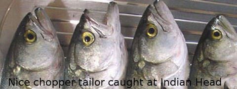 Fraser Island Fishing Units - Coogee Beach Accommodation 6