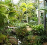 Chamomile Bed and Breakfast - Coogee Beach Accommodation