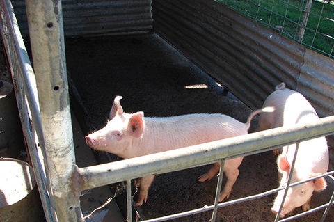 Lee Farmstay - Coogee Beach Accommodation 6