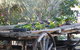 Barambah Bush Caravan Park - thumb 5