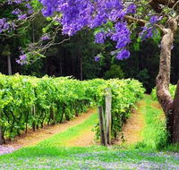 Bago Vineyards - Coogee Beach Accommodation