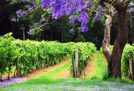 Bago Vineyards - Coogee Beach Accommodation 0