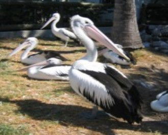 Laurieton NSW Coogee Beach Accommodation