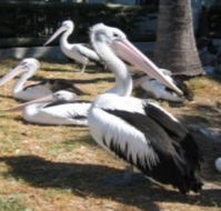 Christmas Cove Caravan Park - Coogee Beach Accommodation