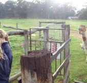 Boronia Farm Farmstay - Coogee Beach Accommodation