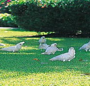 Aurora Kakadu - Coogee Beach Accommodation