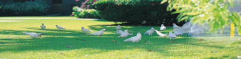 Aurora Kakadu - Coogee Beach Accommodation 0