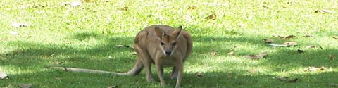 Aurora Kakadu - Coogee Beach Accommodation 2