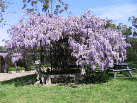 Studio Cottages Romantic Hideaway - Coogee Beach Accommodation 5