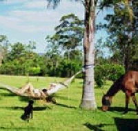 Neds Bed Horse O Tel - Coogee Beach Accommodation