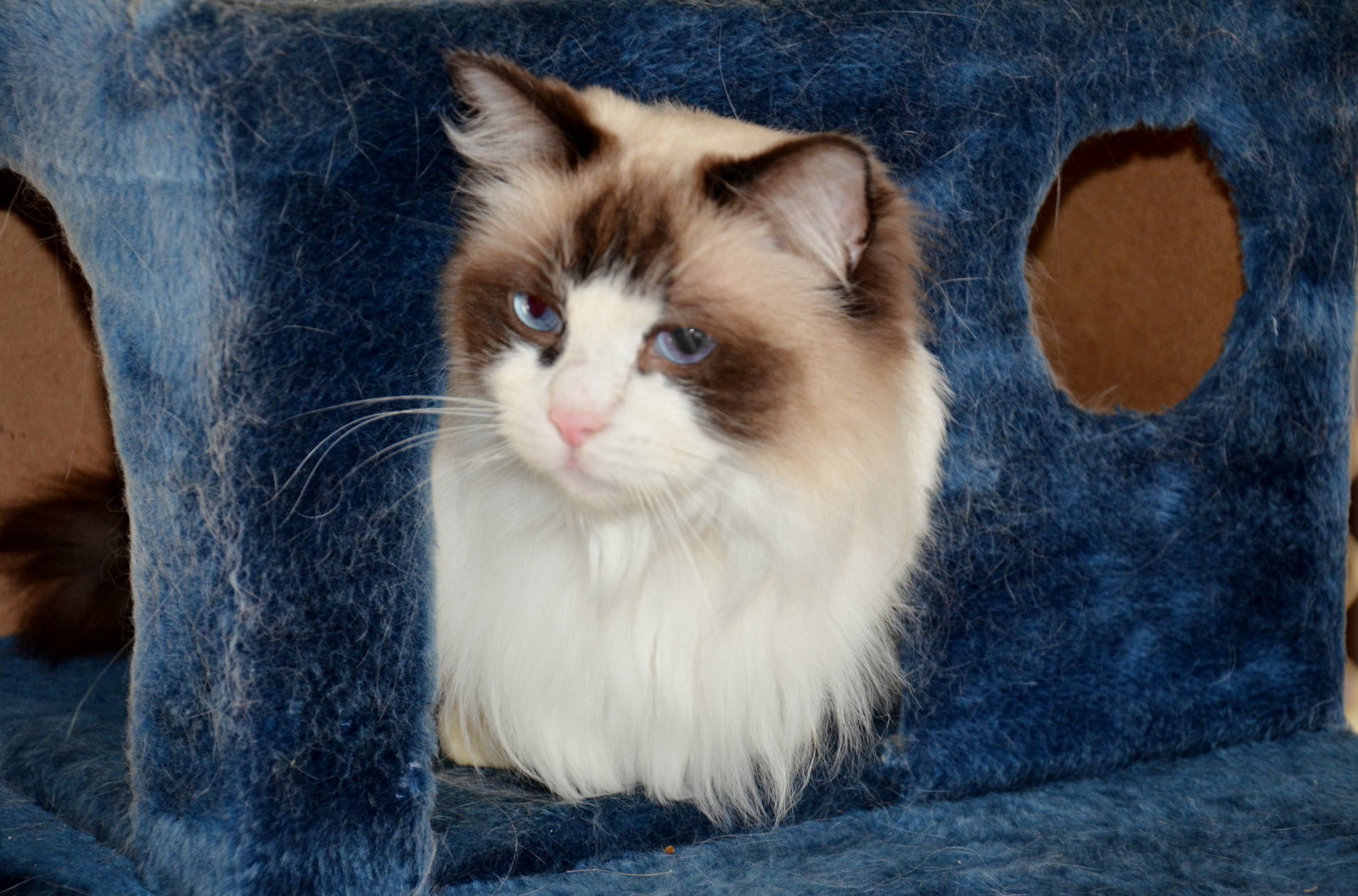 Canning Vale East ACT Coogee Beach Accommodation