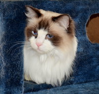 Crufts K9 Lodge amp Cat Hotel - Coogee Beach Accommodation