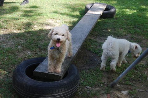 Beenleigh Pet Motel - Coogee Beach Accommodation 0