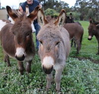 Donkey Tales Farm Cottages - Coogee Beach Accommodation