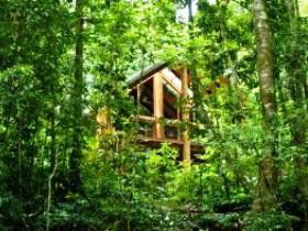 Fur'N'Feathers Rainforest Tree Houses - Coogee Beach Accommodation 0