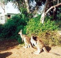 Avoca Dell Caravan Park - Coogee Beach Accommodation