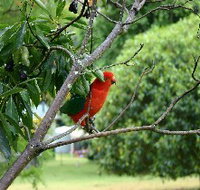 Bunya Mountains Accommodation Centre - Chalets And Holiday Homes - Coogee Beach Accommodation