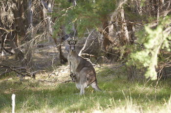 Yering Gorge Cottages By The Eastern Golf Club - Coogee Beach Accommodation 6