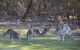 Yering Gorge Cottages By The Eastern Golf Club - thumb 12