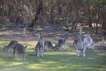 Yering Gorge Cottages By The Eastern Golf Club - Coogee Beach Accommodation 12