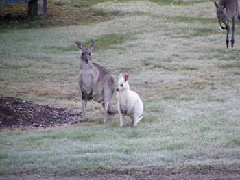 Yering Gorge Cottages By The Eastern Golf Club - Coogee Beach Accommodation 1