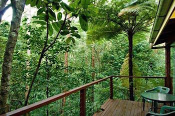 Kondalilla Eco Resort - Coogee Beach Accommodation 2