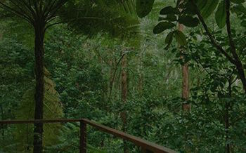 Kondalilla Eco Resort - Coogee Beach Accommodation 7