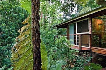 Kondalilla Eco Resort - Coogee Beach Accommodation 23