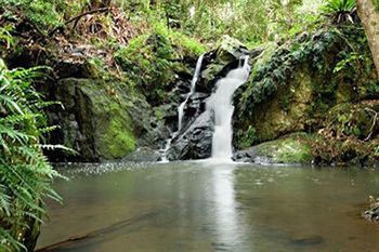 Kondalilla Eco Resort - Coogee Beach Accommodation 63
