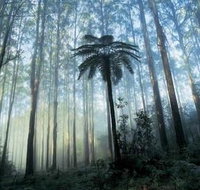 Tower Motel Marysville - Coogee Beach Accommodation