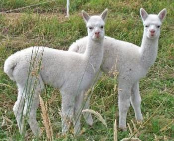 Valley Farm Vineyard Cottages - Coogee Beach Accommodation 2