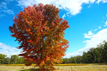 Valley Farm Vineyard Cottages - Coogee Beach Accommodation 6